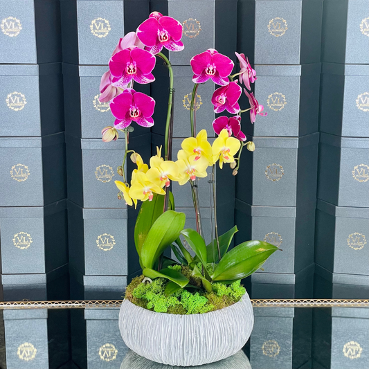 Casablanca Orchid