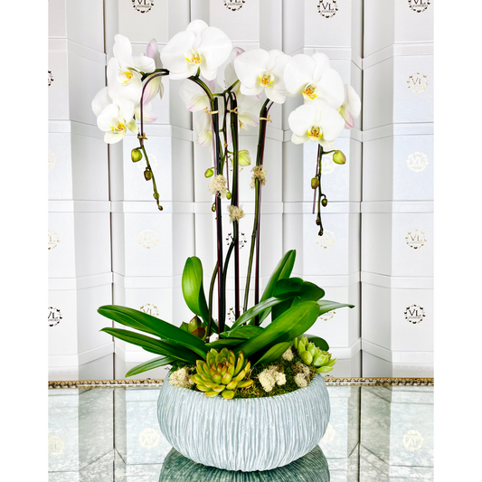 Bel Air Orchid