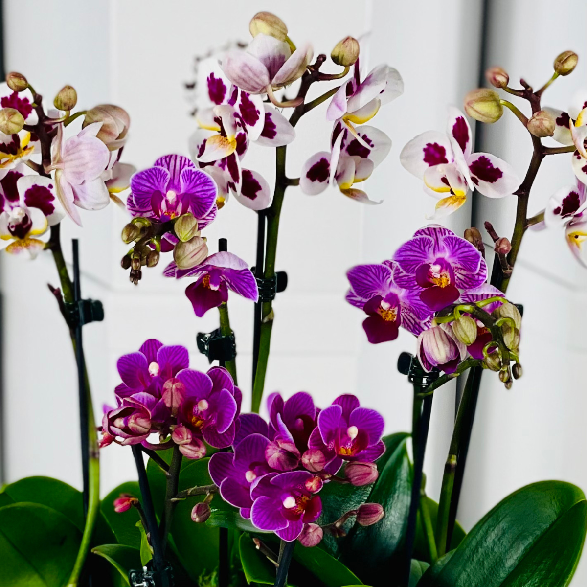 Petit Mauve Orchids